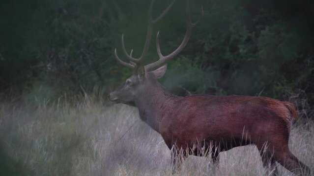 Witness the spellbinding allure of a magnificent red deer as it gallops through its wild wilderness.