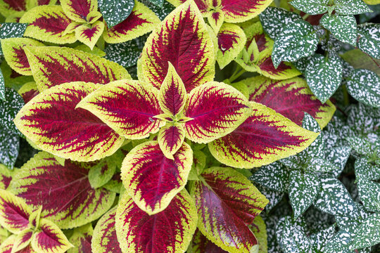 Coleus with attractive leaf color. Coleus Crimson Gold