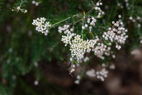 Rice flower with small white flowers. Ozothamnus diosmifolius