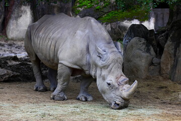 Obraz premium The massive white rhino at Taipei zoo in Taipei Taiwan 