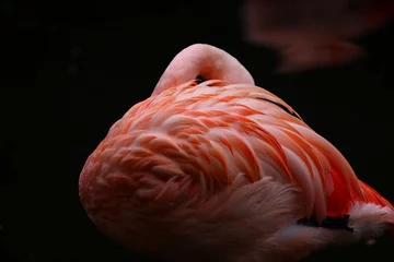 Foto op Canvas Greater Flamingo (phoenicopterus roseus) at zoo in Taipei Taiwan © leochen66