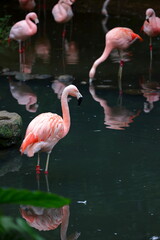 Greater Flamingo (phoenicopterus roseus) at zoo in Taipei Taiwan