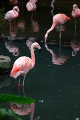 Foto op Canvas Greater Flamingo (phoenicopterus roseus) at zoo in Taipei Taiwan © leochen66