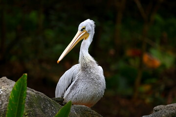 White pelicans at Taipei zoo in Taipei Taiwan 