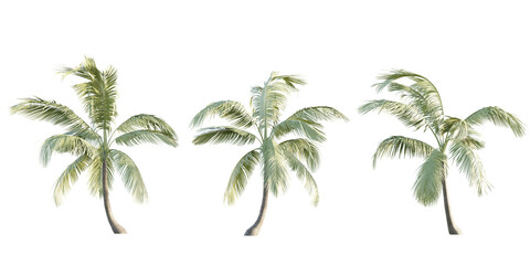 Fototapeta na wymiar isolated cutout tropical coconut palm tree Cocos nucifera in 3 different model option, best use for landscape design