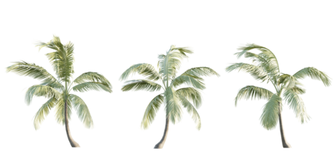 isolated cutout tropical coconut palm tree Cocos nucifera in 3 different model option, best use for landscape design