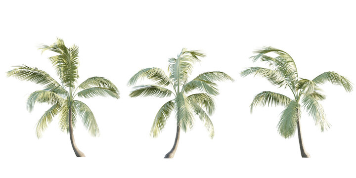 isolated cutout tropical coconut palm tree Cocos nucifera in 3 different model option, best use for landscape design