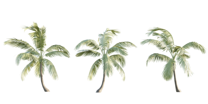 isolated cutout tropical coconut palm tree Cocos nucifera in 3 different model option, best use for landscape design