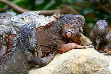 Colorful Iguana at Taipei zoo in Taipei Taiwan 