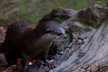 Oriental small clawed otters at Taipei zoo in Taipei Taiwan