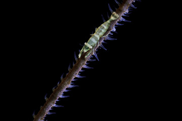 A wire coral shrimp, aka sea whip shrimp, with black background in the Belize Barrier Reef