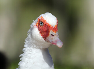 Close up portrait of a white muscovy duck bird