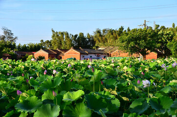 Fototapeta na wymiar village in the lotus farm