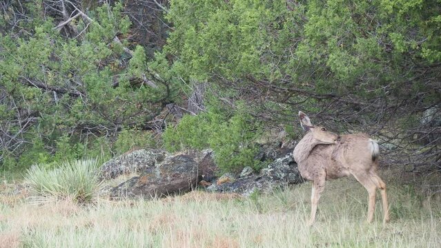 Close up shot of many deer in Capulin Volcano National Monument