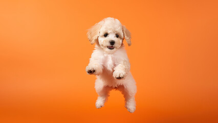 Poodle dog on orange background with copy space (Generative AI)