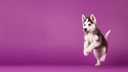 Siberian Husky dog on purple background with copy space (Generative AI)