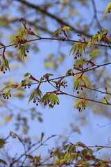 nature
