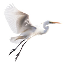 Egret bird Flying in the air with open wingspan isolated on white background, Generative Ai - obrazy, fototapety, plakaty