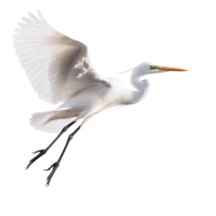Foto op Plexiglas Egret bird Flying in the air with open wingspan isolated on white background, Generative Ai © SuperPixel Inc