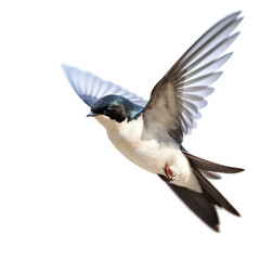 house martin bird Flying in the air with open wingspan isolated on white background, Generative Ai