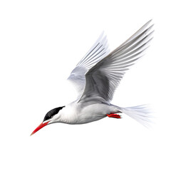 Obraz premium Tern bird Flying in the air with open wingspan isolated on white background, Generative Ai
