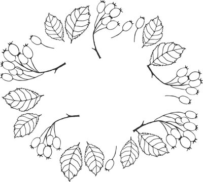 Rounded frame with hawthorn branches - berries and leaves, black outline silhouette
