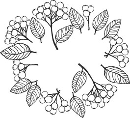 Rounded frame with chokeberry sprigs - berries and leaves, sketch drawing with black outline