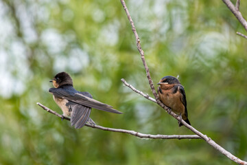 perched barn swallow sitting on a branch watching another swallow crossing its wings