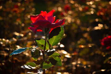 Red rose in a garden in the autumn