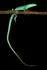 Green keel-bellied lizard (Gastropholis prasina)