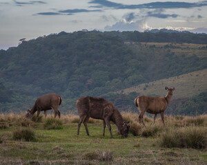 Naklejka na ściany i meble Spectacular Herd of Sambar Deer in Horton Plains National Park, Sri Lanka. Captivating wildlife photography capturing the grace and beauty of these majestic creatures in their natural habitat.