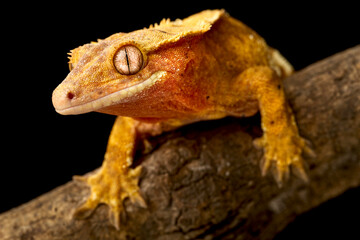 Crested gecko (Correlophus ciliatus)
