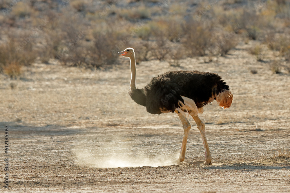 Poster Female ostrich (Struthio camelus) in natural habitat, Kalahari desert, South Africa.