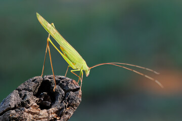 An African leaf katydid (Phaneroptera sparsa) sitting on a branch, South Africa.