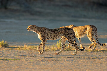 Two cheetahs (Acinonyx jubatus) stalking in natural habitat, Kalahari desert, South Africa.