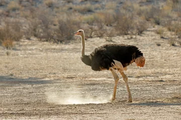 Foto op Plexiglas Female ostrich (Struthio camelus) in natural habitat, Kalahari desert, South Africa. © EcoView