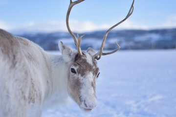 Reindeer in Tromso, Norway. Sledding and reindeer feeding by Sami culture, in cold and snowy...