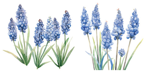 watercolor muscari plant clipart for graphic resources - obrazy, fototapety, plakaty