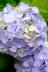 紫陽花