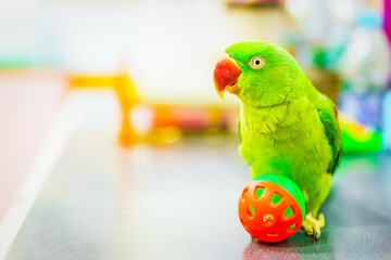 Alexandrine Parakeet, Green parrot with red mouth playing ball on the table. © sommart