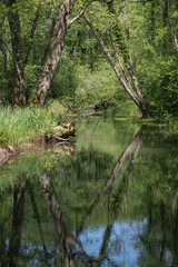 la Versoix, rivière sauvage