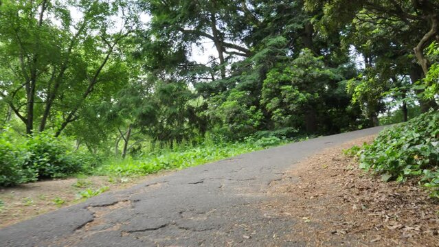 A winding path of broken and cracked concrete leads uphill through a forested area adorned with classic park lamps and handmade log benches nestled among evergreen trees.