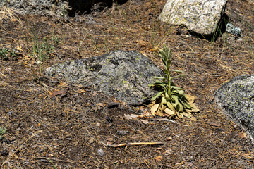 spring in the forest