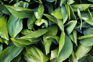 Close-up of green peony leaves in the garden. Nature background