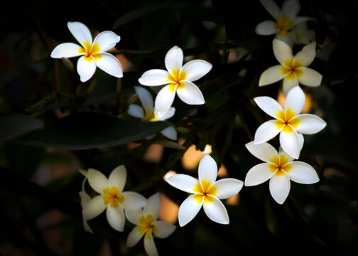 A bunch of white Plumeria flower