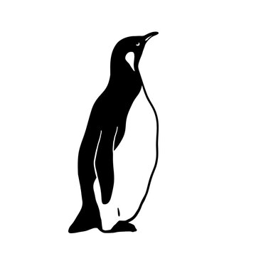 recommend clip art: King Penguin. Monochrome vector illustration. Realistic animal