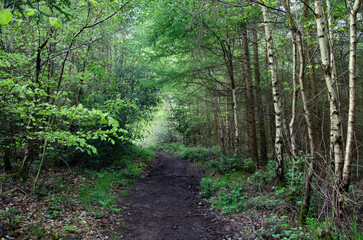 Woodland footpath with birch trees and shrubs