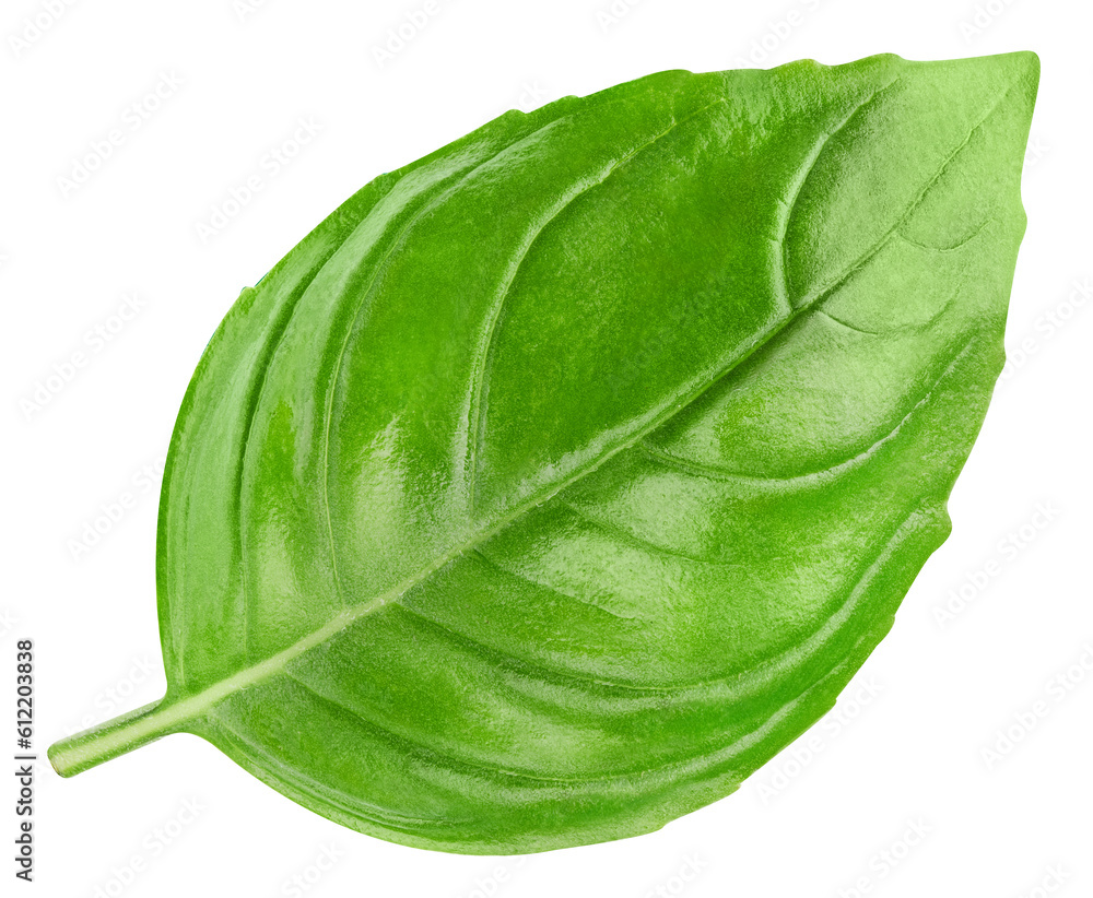 Wall mural Basil isolated on white background