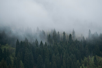 The pine trees are covered with mist after the rain