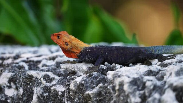 African Rainbow Redhead Agama Lizard on Rocks With Out of Focus Background in Florida. Close Up